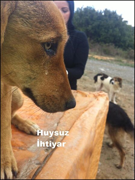 Huysuz İhtiyar Bağış