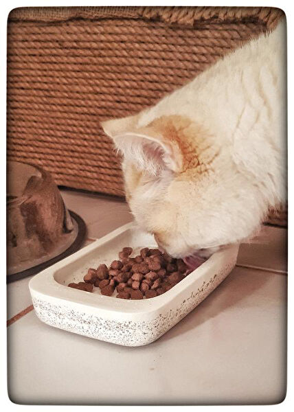 N NOXXO Kedi Mama ve Su Kapları