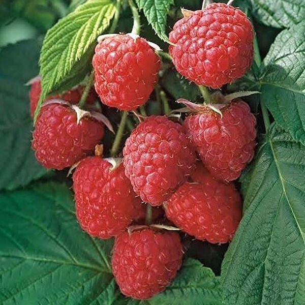 Berke Fidancılık Fidan