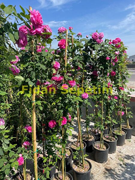 Fidan Sepetim Teraryum, Teraryum Aksesuarları