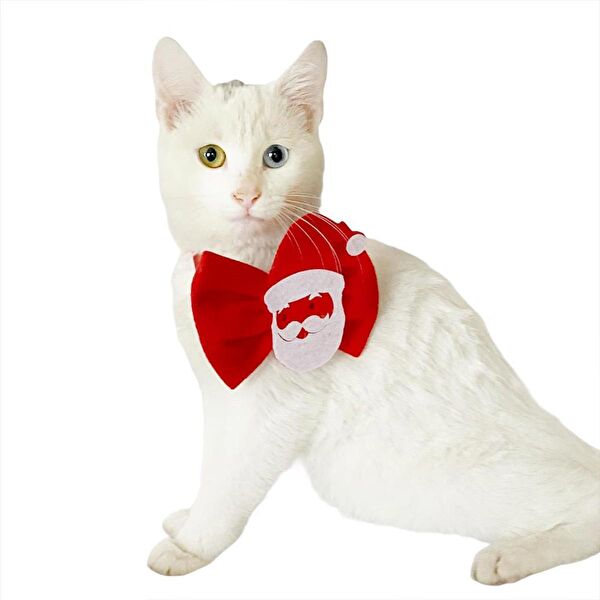 Kemique Kedi Tasmaları ve İsimlikler