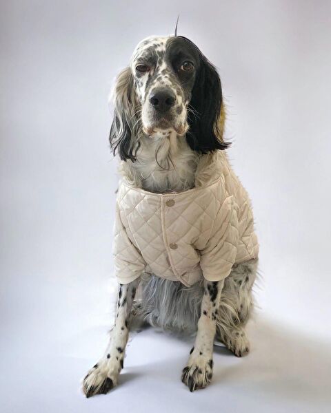 Kemique Köpek Elbisesi