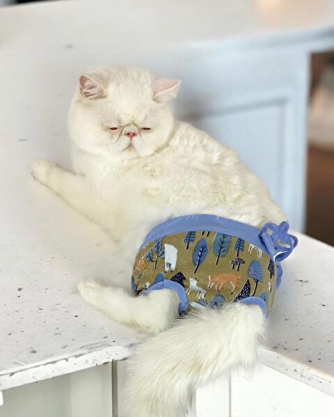 Kemique Kedi Elbisesi