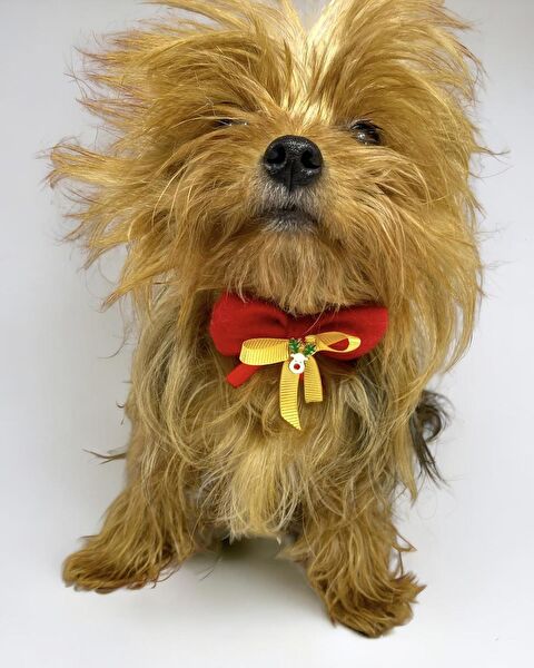 Kemique Köpek Tasmaları