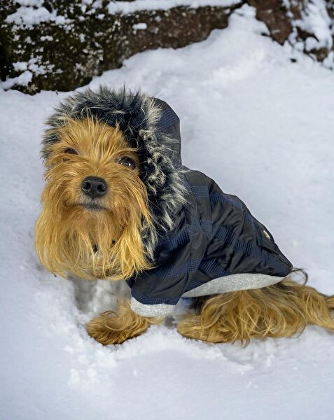 Kemique Köpek Elbisesi