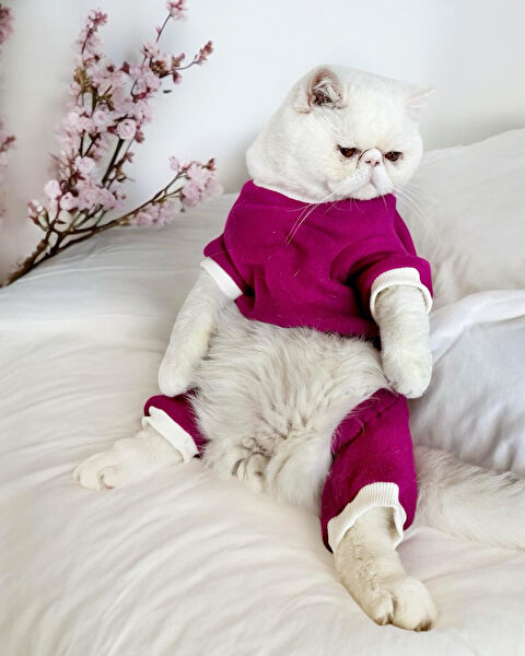 Kemique Kedi Elbisesi