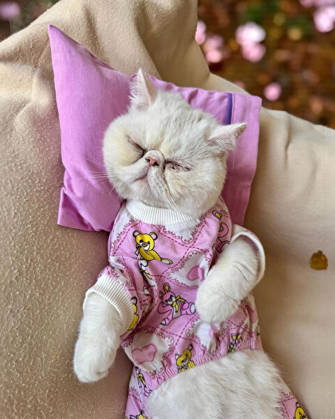 Kemique Kedi Elbisesi