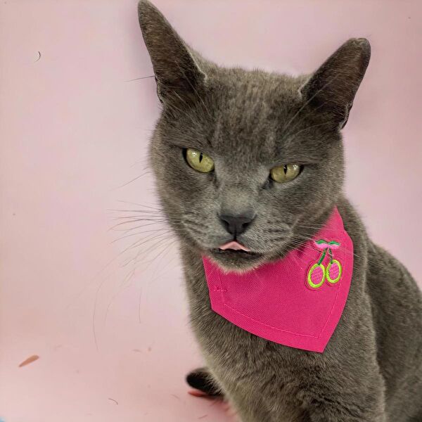 Kemique Kedi Tasmaları ve İsimlikler