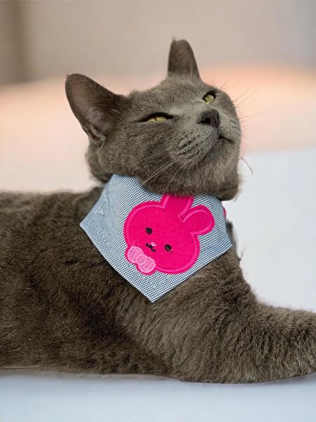 Kemique Kedi Tasmaları ve İsimlikler