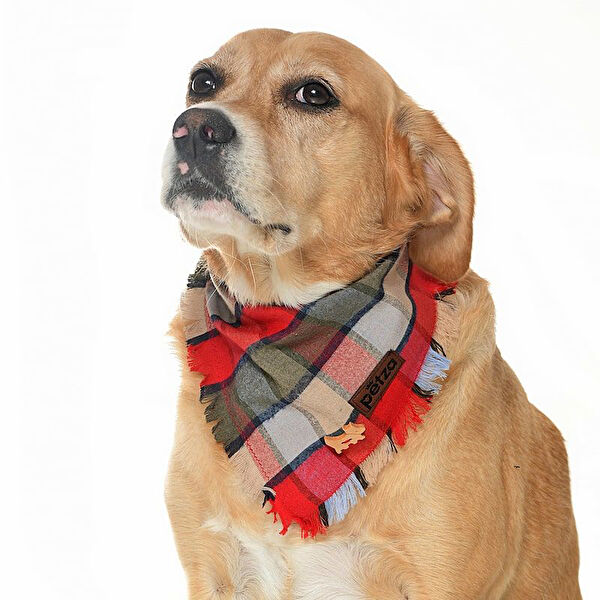 Petza Köpek Kafesi, Aksesuarları