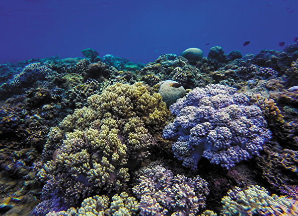 Kanki Pet Akvaryum Dekoratif Malzemeler