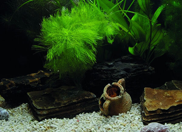 Kanki Pet Akvaryum Dekoratif Malzemeler