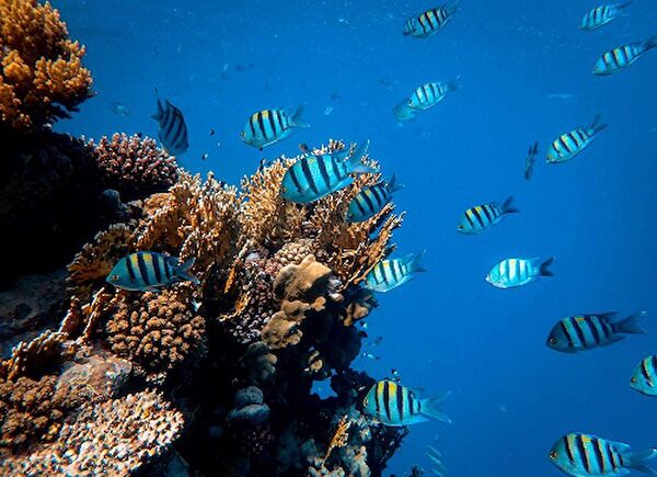 Kanki Pet Akvaryum Dekoratif Malzemeler