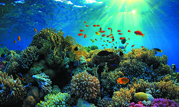 Kanki Pet Akvaryum Dekoratif Malzemeler