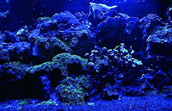 Kanki Pet Akvaryum Dekoratif Malzemeler