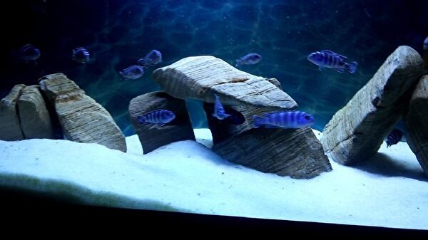 Kanki Pet Akvaryum Dekoratif Malzemeler