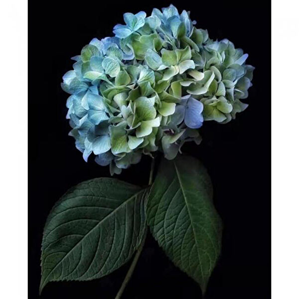 OZN AKSESUAR Kanvas Tablo