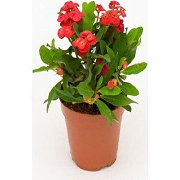 Berke Fidancılık İç Mekan Bitkileri