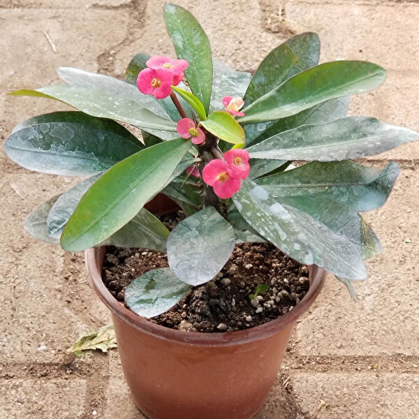 Berke Fidancılık İç Mekan Bitkileri