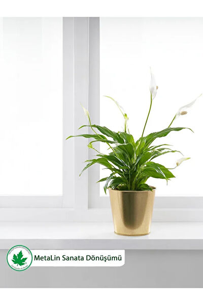 Lin Metal Vazo, Saksı