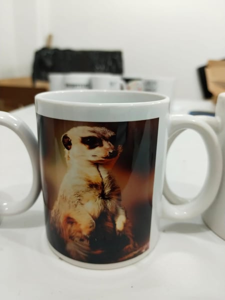 LEXROO Kupa