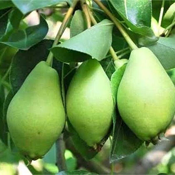 Berke Fidancılık Fidan