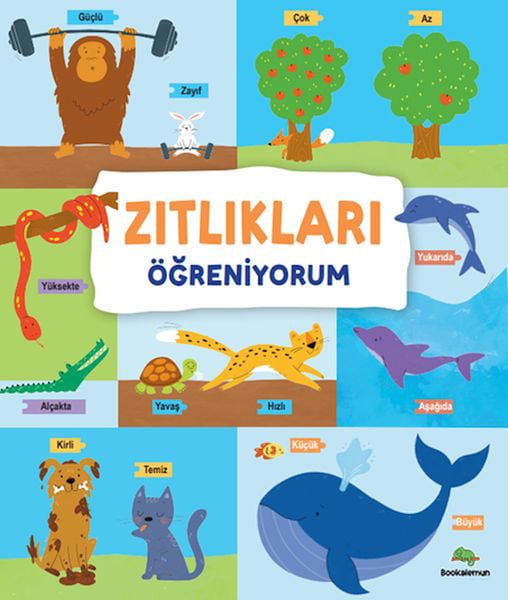 Lisinya Aktivite ve Zeka Gelişim Kitapları