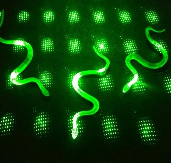 CEYLAN ADAM Parti Süsleme Malzemeleri