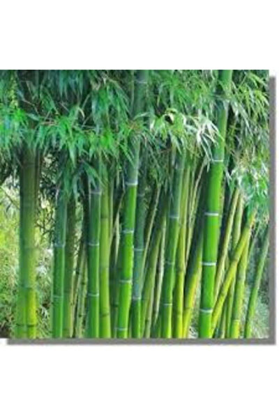 Serdar Çam Tohumculuk Tohum