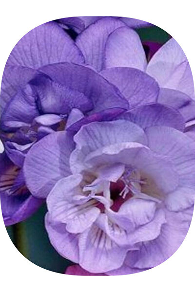 YAĞMUR FİDANCILIK Tohum