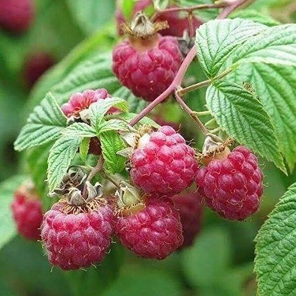 Berke Fidancılık Fidan