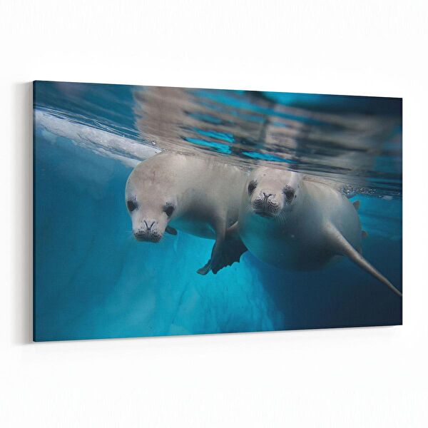 olla.market Kanvas Tablo