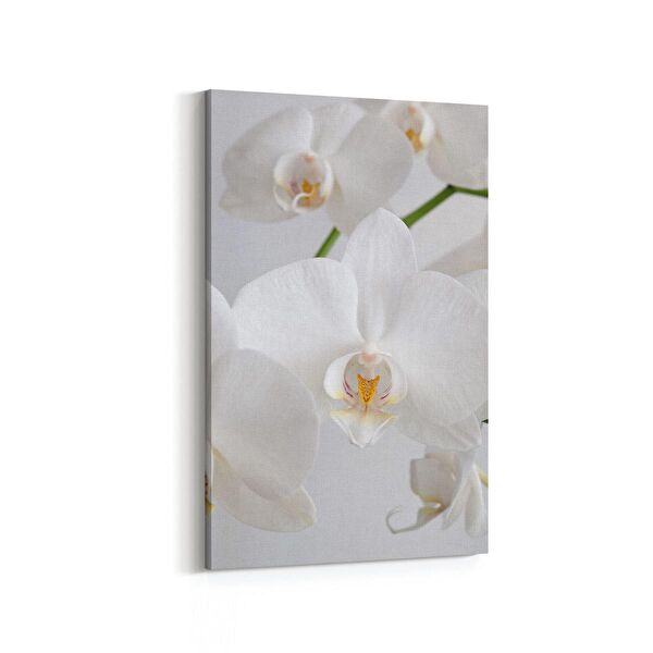 olla.market Kanvas Tablo