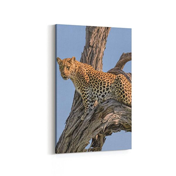 olla.market Kanvas Tablo