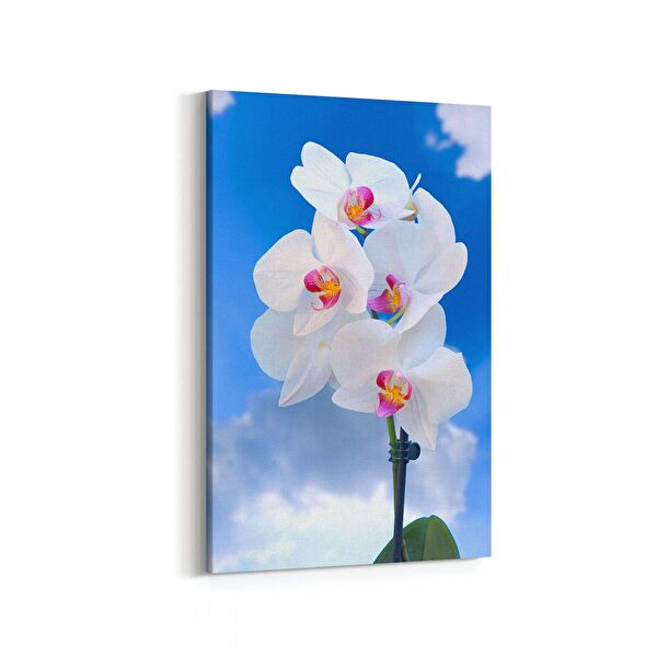 olla.market Kanvas Tablo