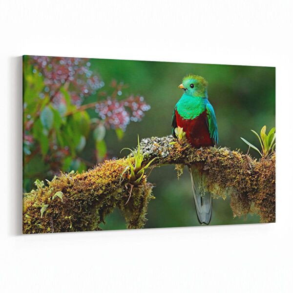 olla.market Kanvas Tablo