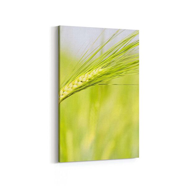 olla.market Kanvas Tablo