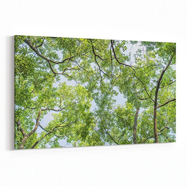 olla.market Kanvas Tablo