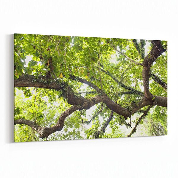 olla.market Kanvas Tablo