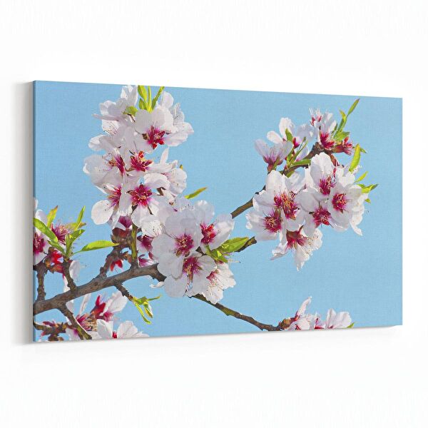 olla.market Kanvas Tablo