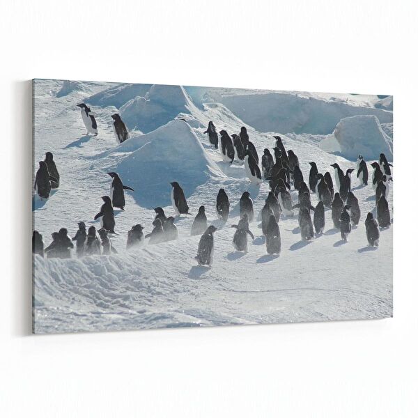 olla.market Kanvas Tablo