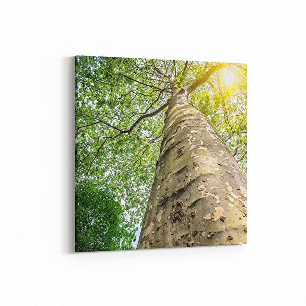 olla.market Kanvas Tablo