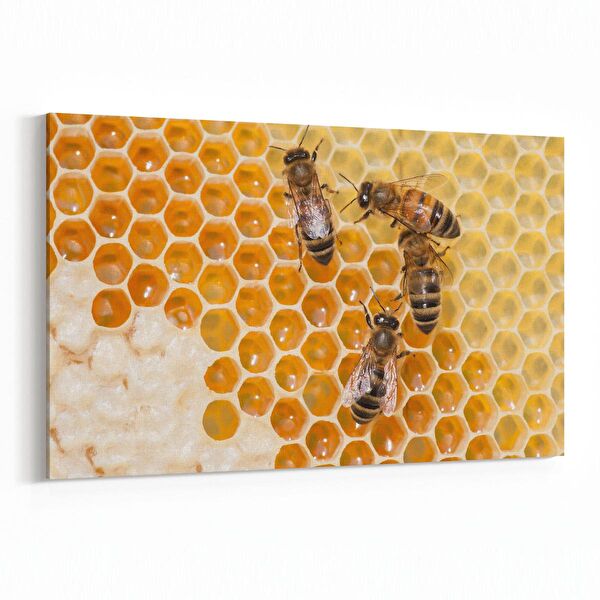 olla.market Kanvas Tablo