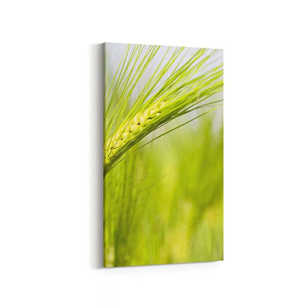 olla.market Kanvas Tablo