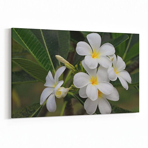 olla.market Kanvas Tablo