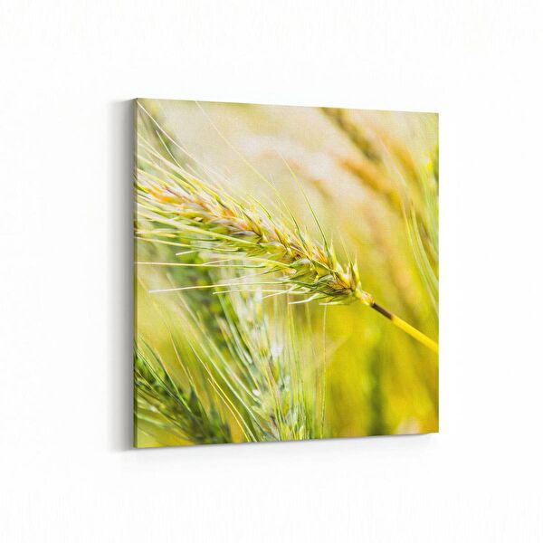 olla.market Kanvas Tablo