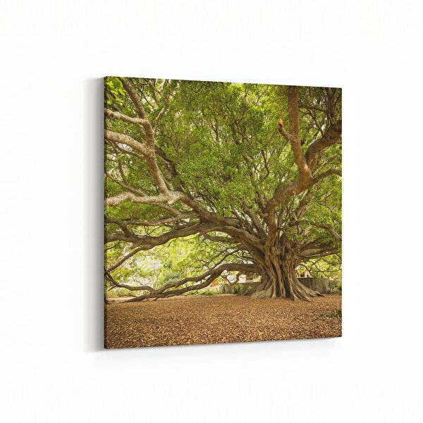 olla.market Kanvas Tablo