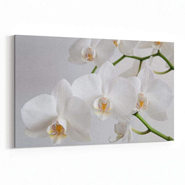 olla.market Kanvas Tablo