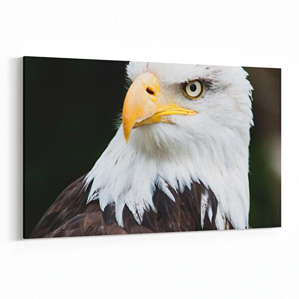 olla.market Kanvas Tablo