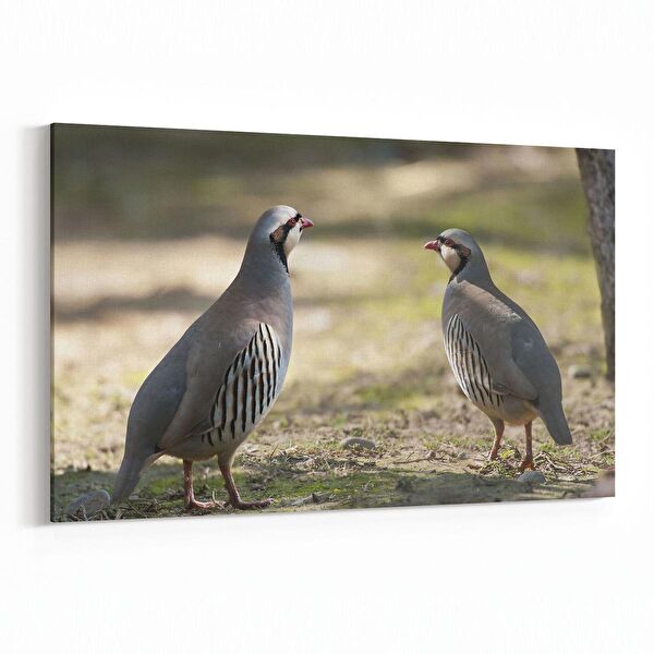 olla.market Kanvas Tablo